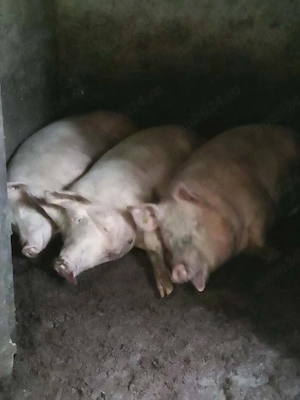 porci de vînzare 