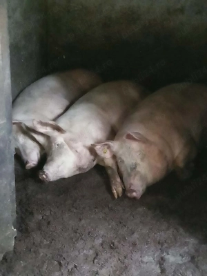 porci de vînzare  - imagine 5