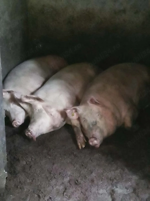 porci de vînzare  - imagine 2