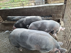 Porci pietrean belgian frumosi - imagine 5