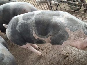 Porci pietrean belgian frumosi - imagine 4