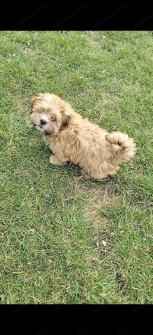 Bichon havanez baiat