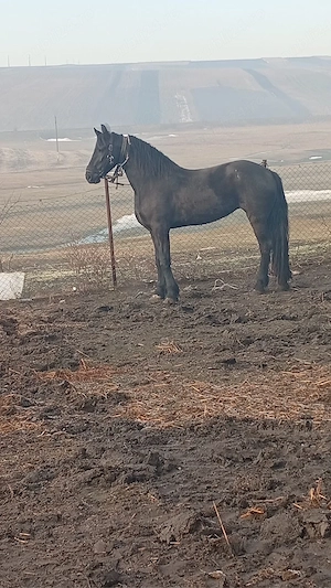 iapa Frizian si iepe kwpn