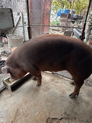 Porci de vanzare - imagine 5