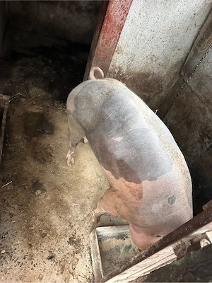 Porci de vanzare