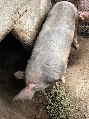 Porci de vanzare - imagine 4