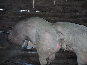 Vând porci de sacrificat pentru Crăciun  - imagine 3