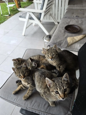 Vand pui de pisica siberiana
