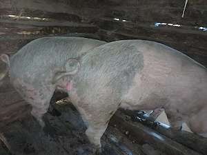 Vând porci de sacrificat pentru Crăciun  - imagine 5