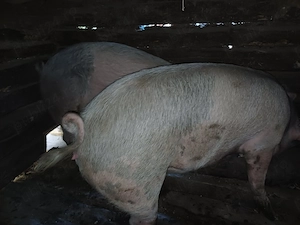 Vând porci de sacrificat pentru Crăciun  - imagine 4