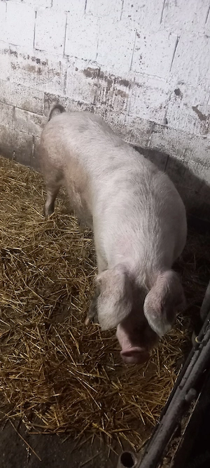 de vanzare scrfa de carne 260-280 kg 9 lei 