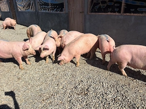 Porci între 80  200 kg calitate garantată 