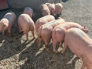     Porci pentru Crăciun    Calitate garantată | 80 200 kg | Dolj | Asigur Transport