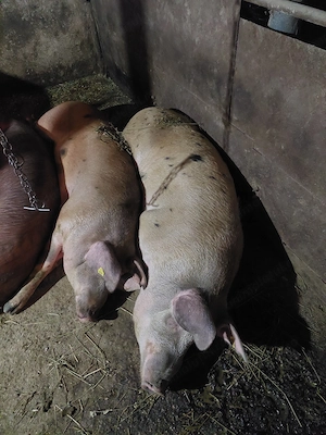 Porci de carne rasa duroc 