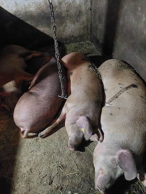 Porc de vânzare pentru carne rasa duroc  - imagine 2