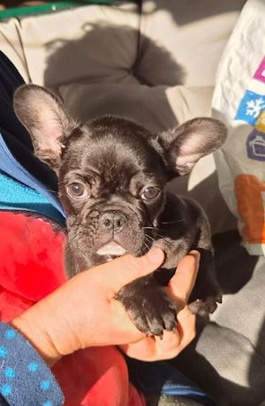 Vând Bulldog francez mascul, negru 10 saptamani