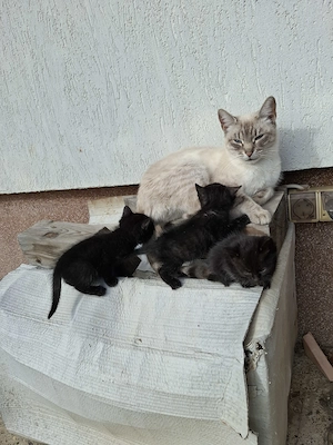 Lichidare stoc !! Donez pisoi,pisici 