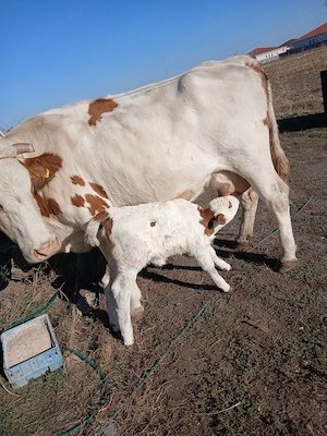 Vaca cu vitea fatata de o luna
