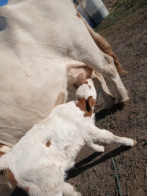 Vaca cu vitea fatata de o luna - imagine 2