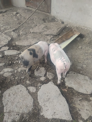 Vând purcei rasa landrace cu pietrean  - imagine 3