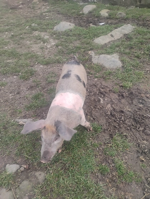 Vând purcei rasa landrace cu pietrean 