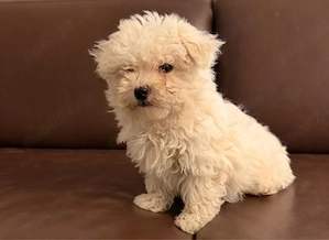 Bichon Maltez