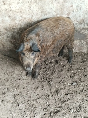 Porc marele alb si mangalita  - imagine 2