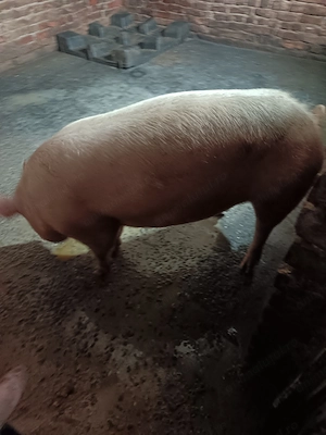 Porci de Vânzare - imagine 2
