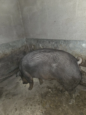 vand porc pentru sacrificat  - imagine 2