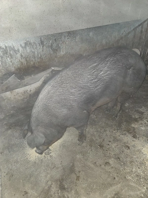 vand porc pentru sacrificat  - imagine 4