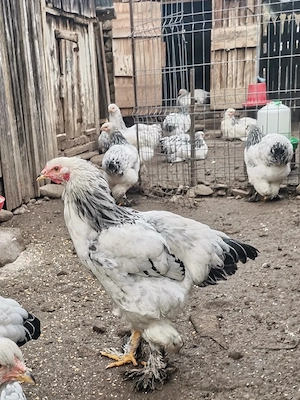 cocosi brahma