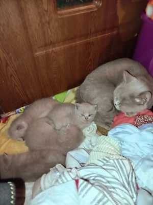 Puiuți British, 2 luni  - imagine 3
