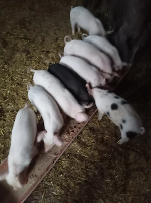 Purcei de vizare 