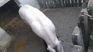 Vând porc de țară rasă de carne 
