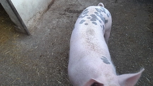 Vând porc de țară rasă de carne  - imagine 2