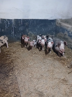 De vănzare 
