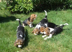 catelusi Beagle crescuti in familie 
