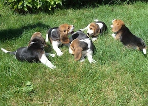 catelusi Beagle crescuti in familie  - imagine 2
