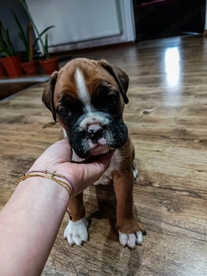 Pui Boxer German superb   O minunăție de cățeluș își caută familie iubitoare!    - imagine 2
