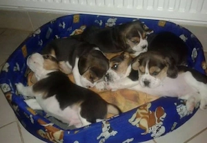 Catelusi Beagle jucausi
