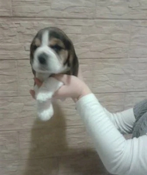 Catelusi Beagle jucausi - imagine 4