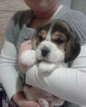 Catelusi Beagle jucausi - imagine 2