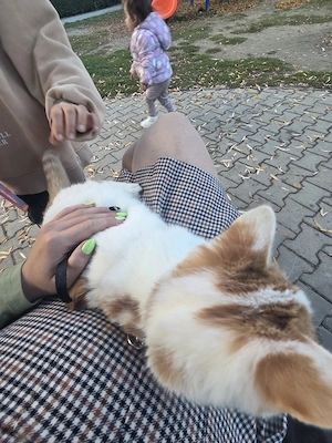 Pet sitter atat domiciuliu meu cat si la al clientului  - imagine 2
