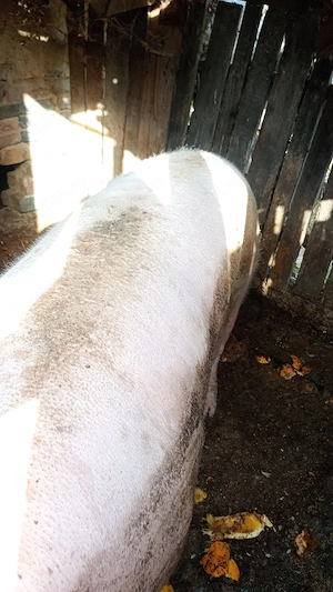 Porc  de vânzare 