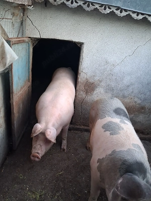 Porc de carne  pietrain  - imagine 4