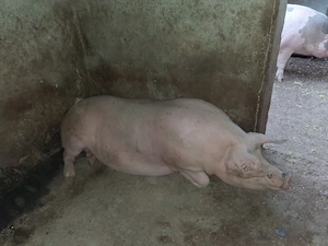 Porc de carne  pietrain  - imagine 3