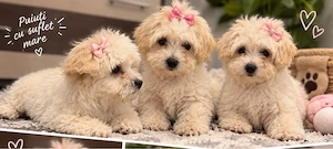Bichon maltez 