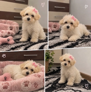 OFERTA Donez Bichon talie mica  - imagine 4