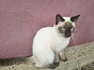 Motanas birmanez. - imagine 4