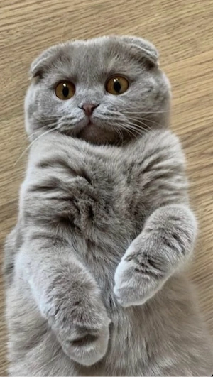 Scottish Fold lila 